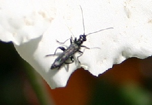 nemobius cricket